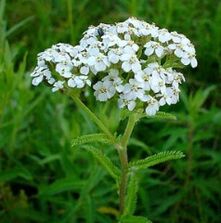 Yarrow na arthrosis